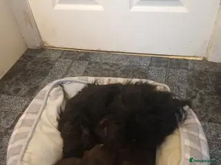 Shih Tzu dogs 2 imperial shih tzu pups - Advert 1