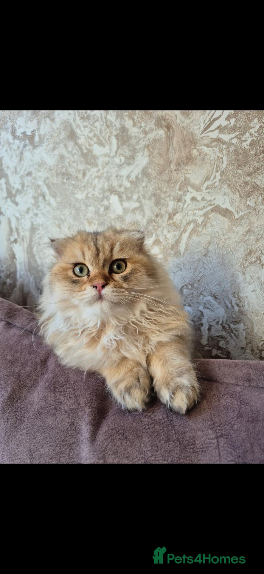 Scottish Fold cats Stunning scottish fold male kitten - Advert 1