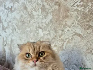 Scottish Fold cats Stunning scottish fold male kitten - Advert 1