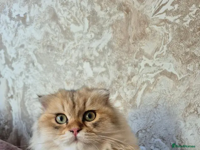 Scottish Fold cats Stunning scottish fold male kitten - Advert 2