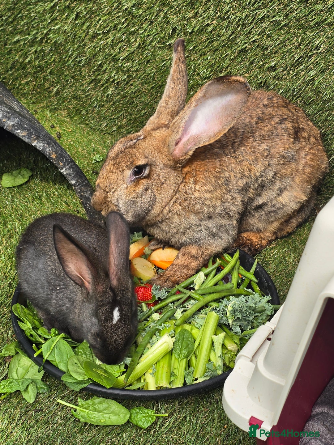 Continental Giant rabbits for sale: Continental Giant boys - Image 1