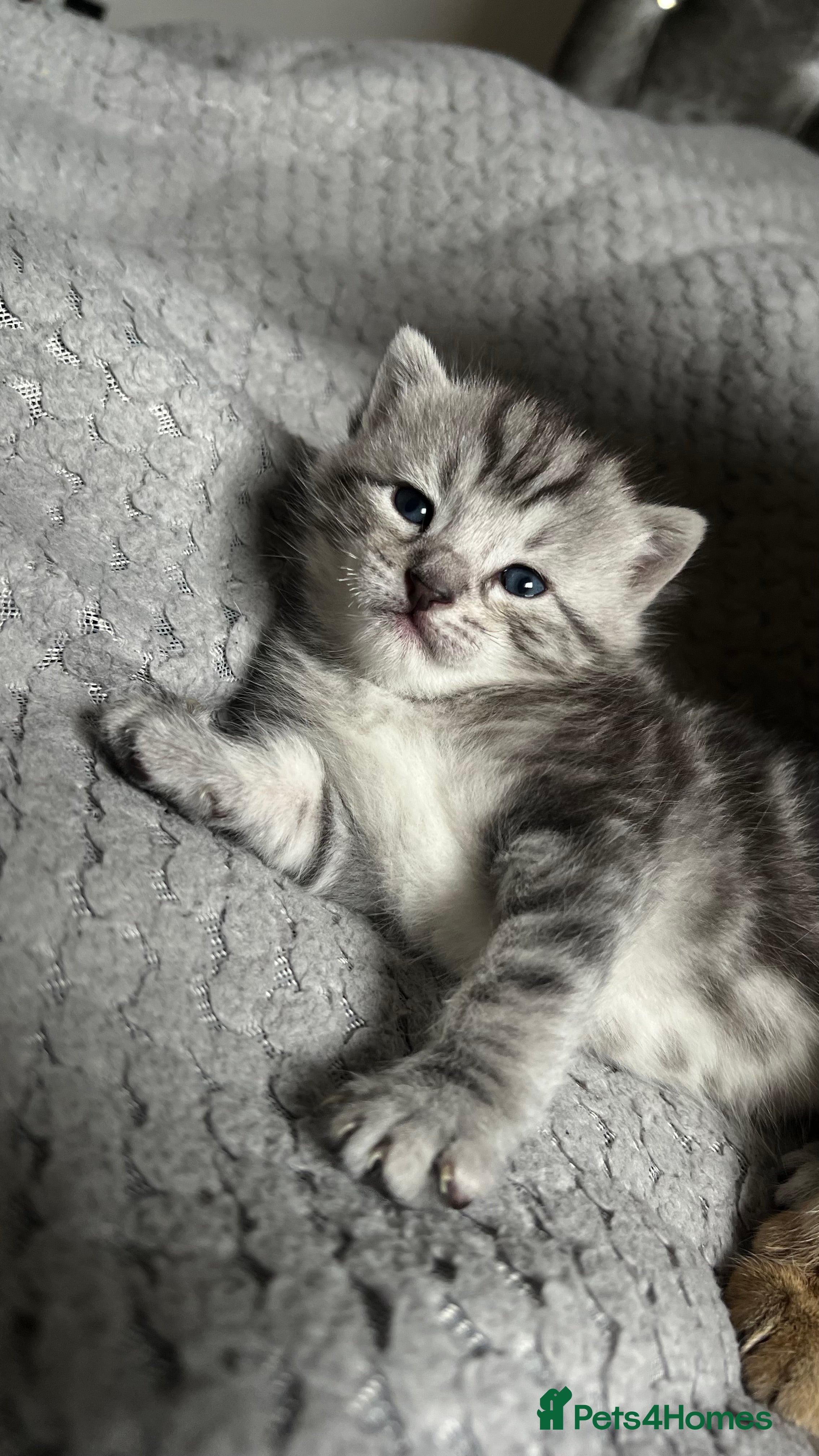 Bengal cats Silver bengal kitten - Advert 10