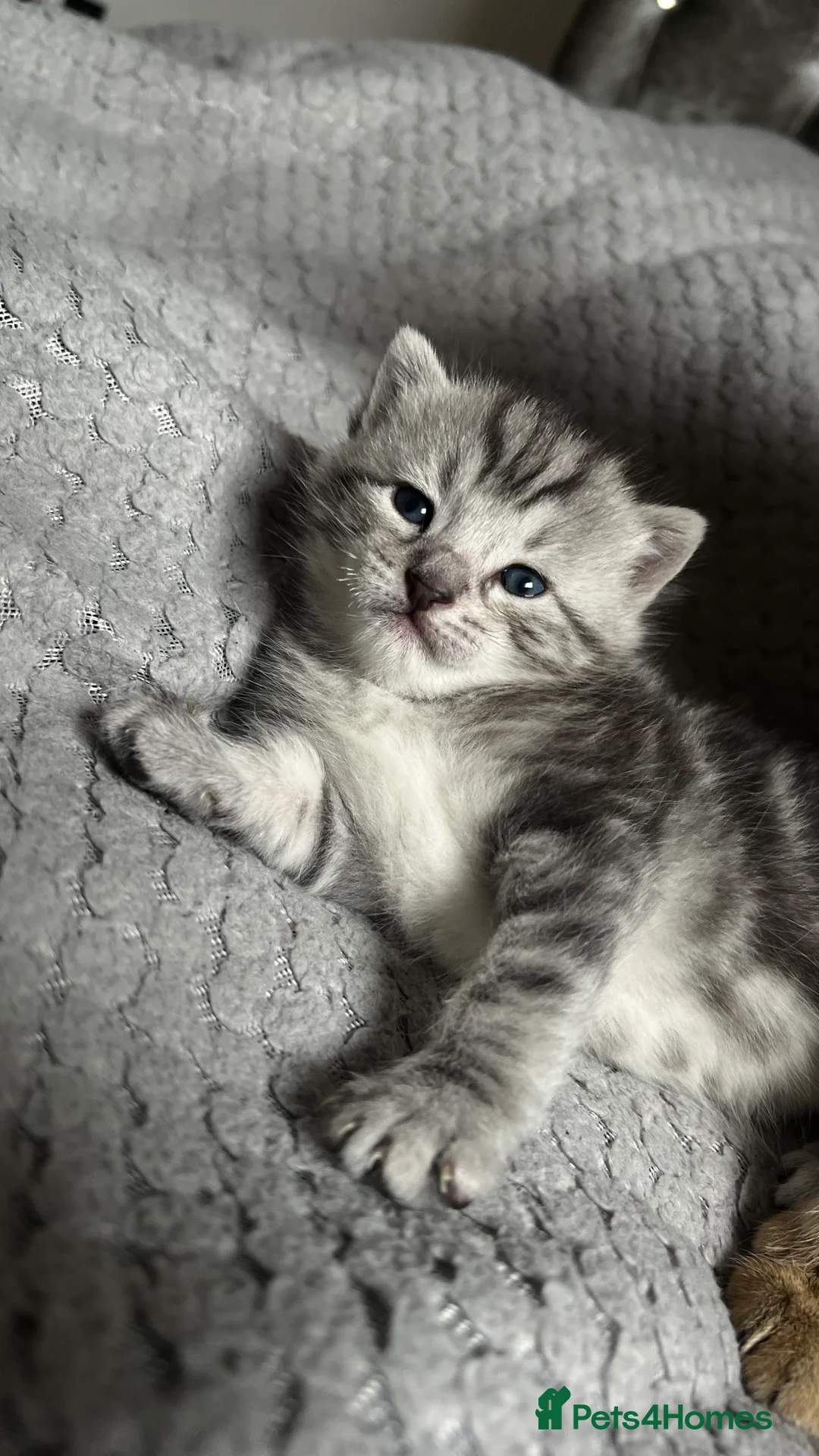 Bengal cats for sale: Silver bengal kitten - Advert 1