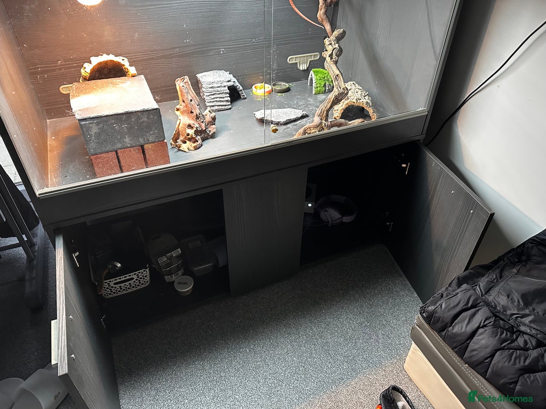 Bearded Dragon reptiles for sale: WOLFGANG x Humbug  - Advert 9