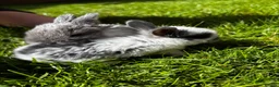 Mini Lop rabbits for sale: 2 Blue Baby Mini Lops - Advert 29