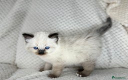 Ragdoll cats for sale: Stunning ragdoll kittens for sale  - Image 7