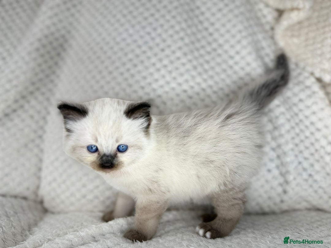 Ragdoll cats for sale: Stunning ragdoll kittens for sale  - Image 7