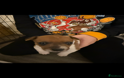 Jack Russell dogs for sale: Jack Russell puppies  - Image 6