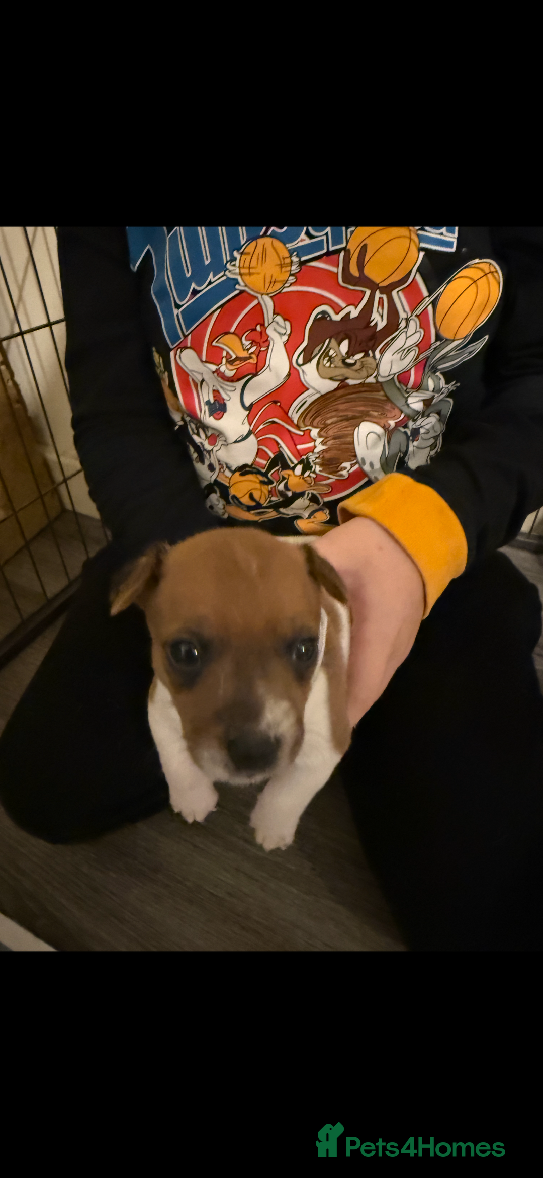 Jack Russell dogs for sale: Jack Russell puppies  - Image 6