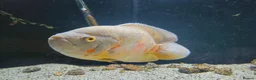 Cichlids fish for sale: Female Oscar & Jaguar Cichlid in Telford - Advert 3