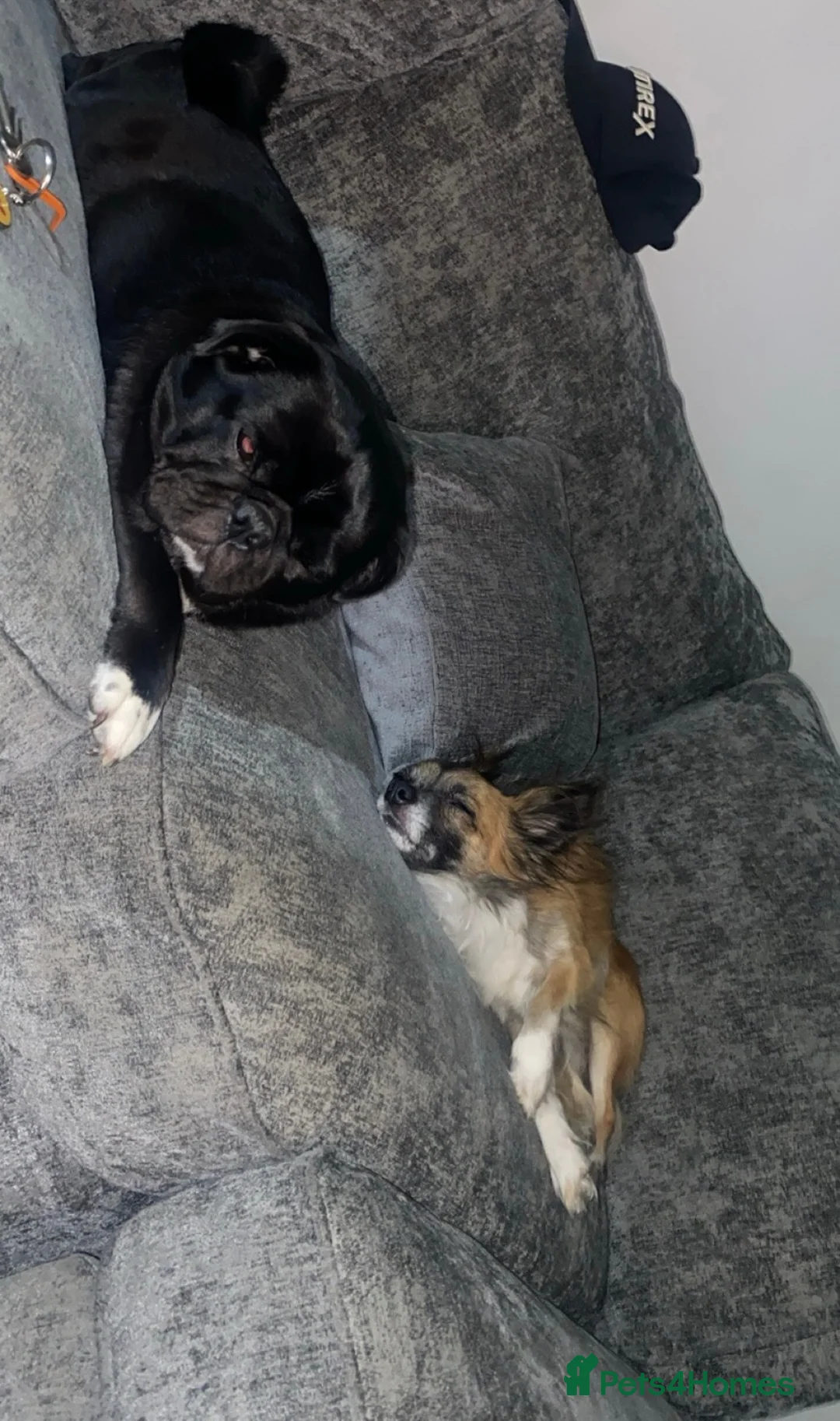 Mixed Breed dogs for sale: Need to re home my dogs - Advert 2