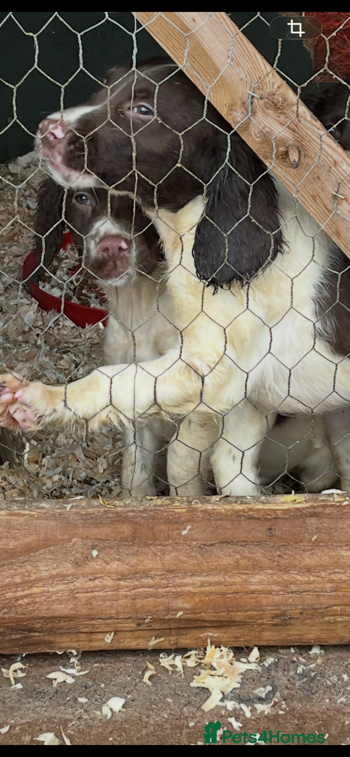 English Springer Spaniel dogs Working KC springer Spaniel Pups  - Advert 9