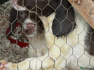 English Springer Spaniel dogs Working KC springer Spaniel Pups - Advert 9