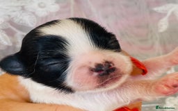 Chihuahua dogs for sale: 2 chihuahua boys left  - Image 22