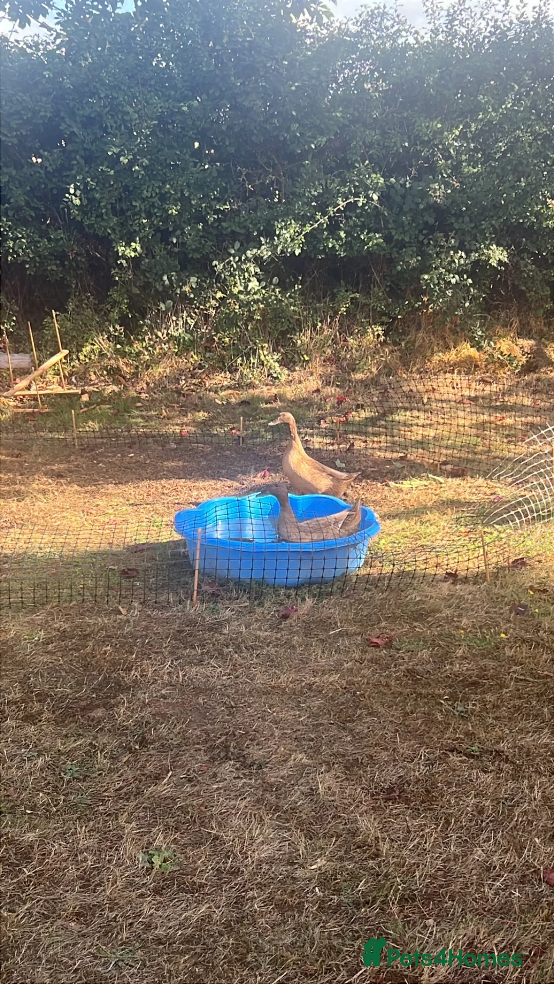 Ducks poultry for sale: Kacky Campbell Ducks  in Worcester - Advert 2