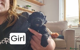 Mixed Breed dogs for sale: Mixed breed puppies for sale - Image 9