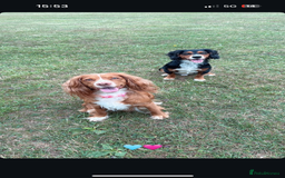 Cocker Spaniel dogs for sale: 3 male cocker spaniel pups  - Image 2