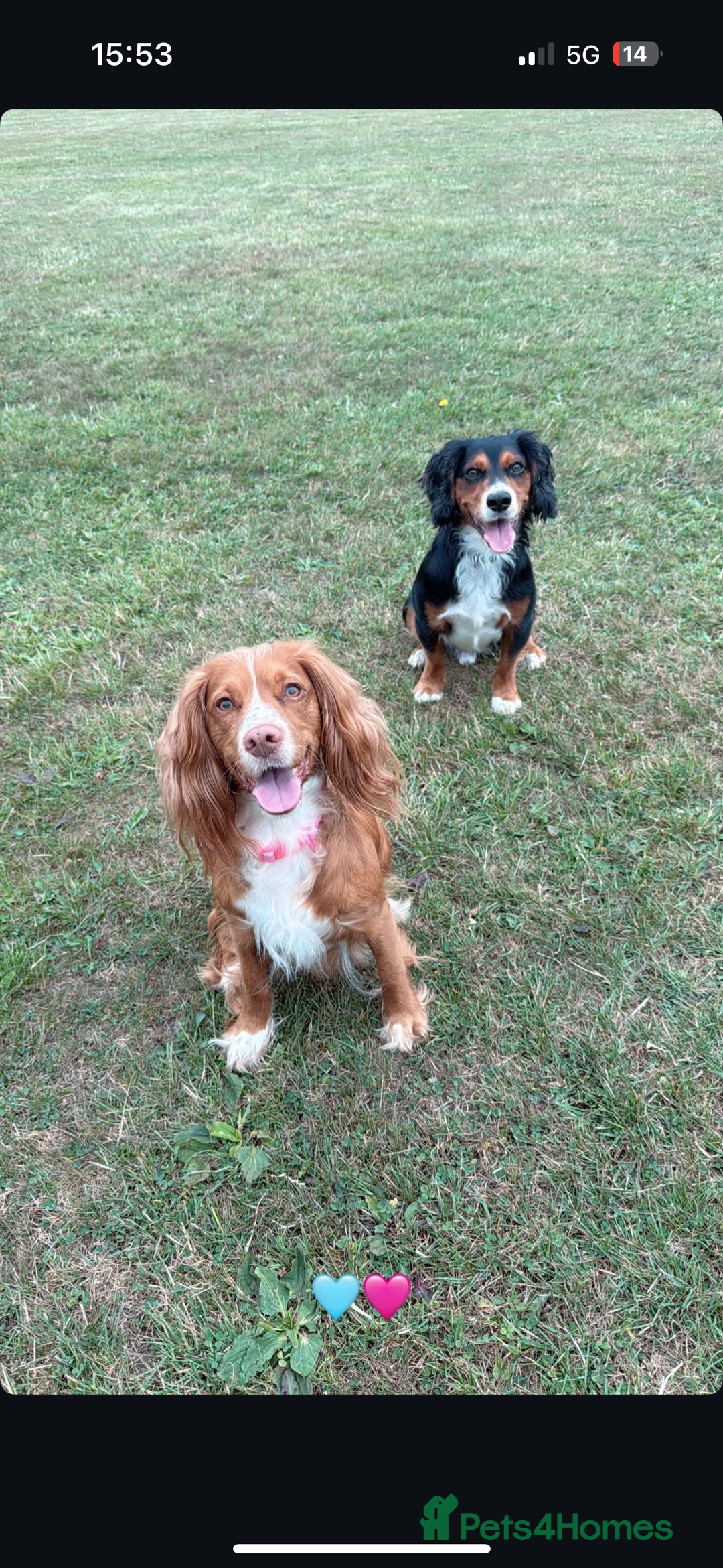 Cocker Spaniel dogs for sale: 3 male cocker spaniel pups  - Image 2