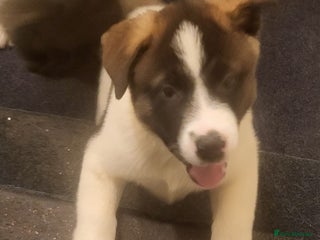 Akita dogs Ready to leave now. American Akita Puppies 🐾 - Advert 1