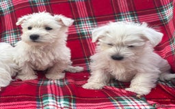 West Highland Terrier dogs for sale: Traditional west Highland terrier puppies  - Image 3