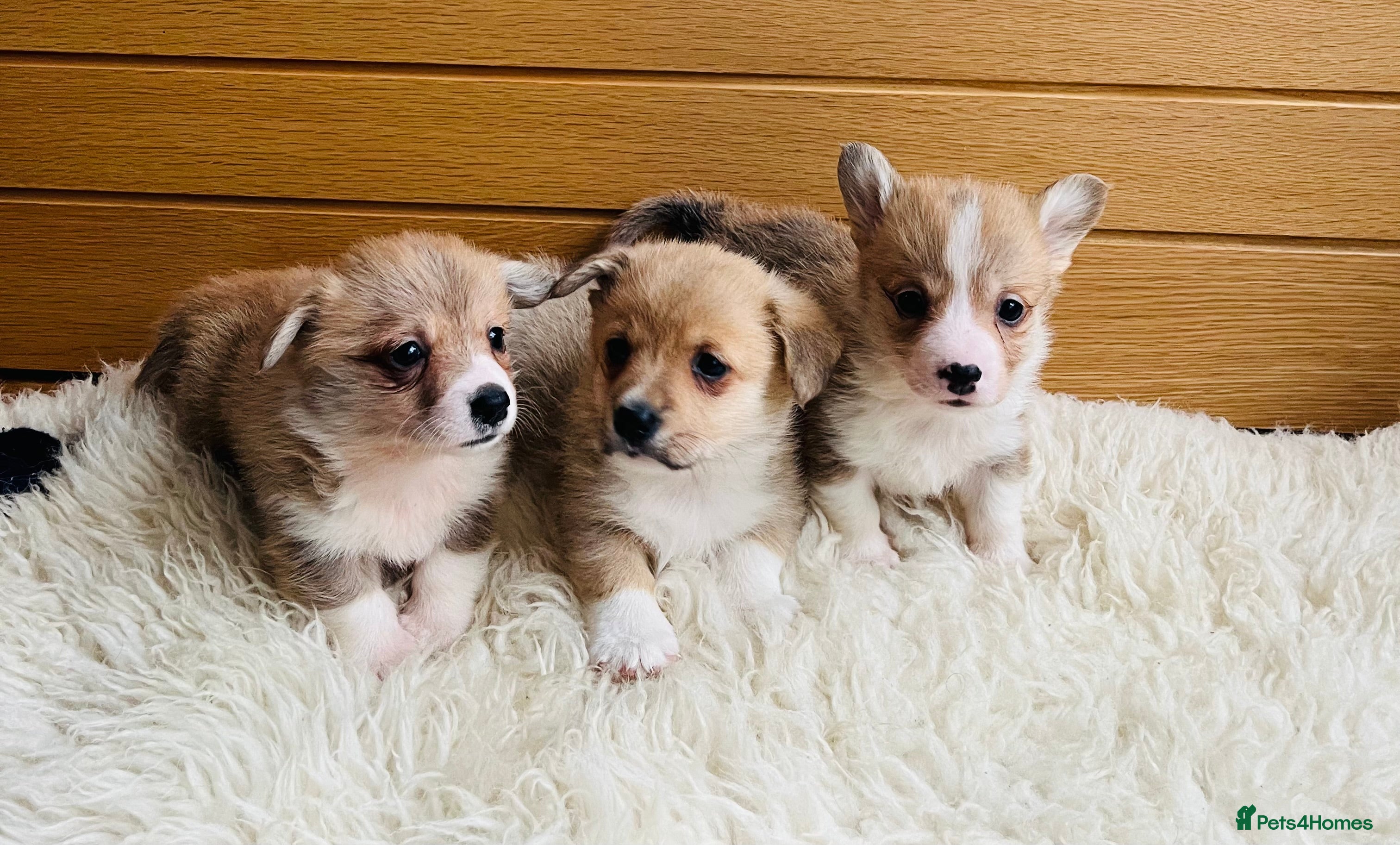 Welsh Corgi Pembroke dogs KC reg Welsh Corgi Pembroke puppies - Advert 1