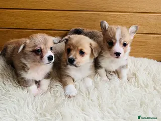 Welsh Corgi Pembroke dogs KC reg Welsh Corgi Pembroke puppies - Advert 1