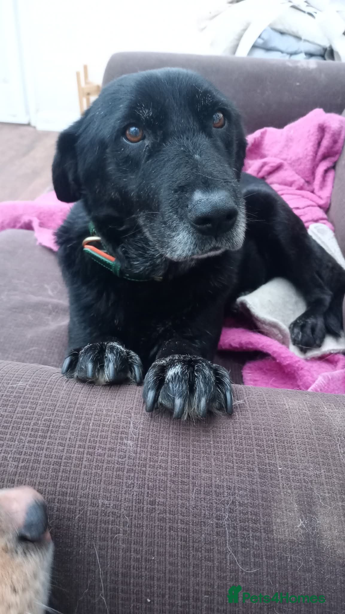 Mixed Breed dogs 🐾 Meet Blaney  - Advert 6