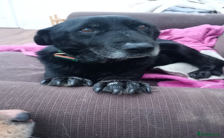 Mixed Breed dogs 🐾 Meet Blaney  - Advert 1