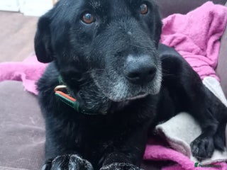 Mixed Breed dogs 🐾 Meet Blaney - Advert 1