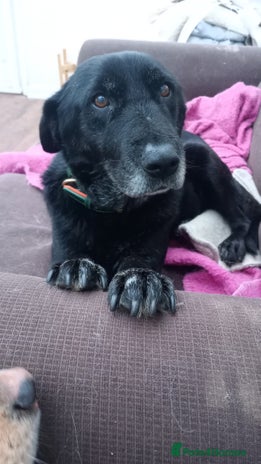 Mixed Breed dogs 🐾 Meet Blaney - Advert 1