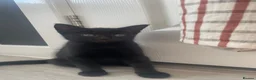 Mixed Breed cats for sale: Very sweet kittens - Advert 15