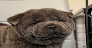 Chow Chow dogs - Advert 3