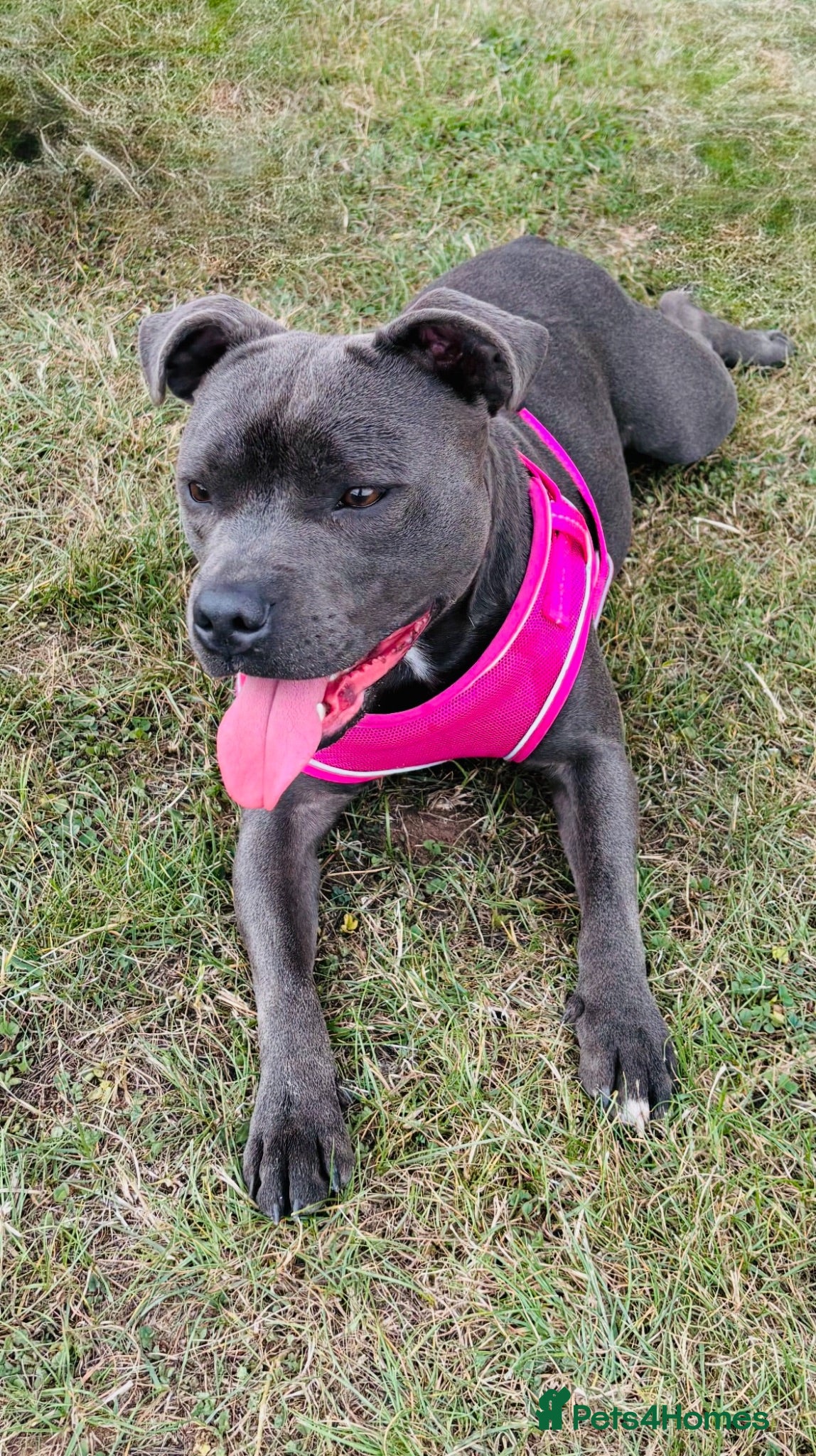 Staffordshire Bull Terrier dogs KC Registered Staffordshire Bull Terrier puppies - Advert 11