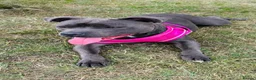 Staffordshire Bull Terrier dogs for sale: KC Registered Staffordshire Bull Terrier puppies in Mansfield - Advert 1