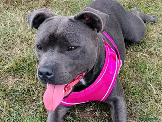 Staffordshire Bull Terrier dogs KC Registered Staffordshire Bull Terrier puppies - Advert 2