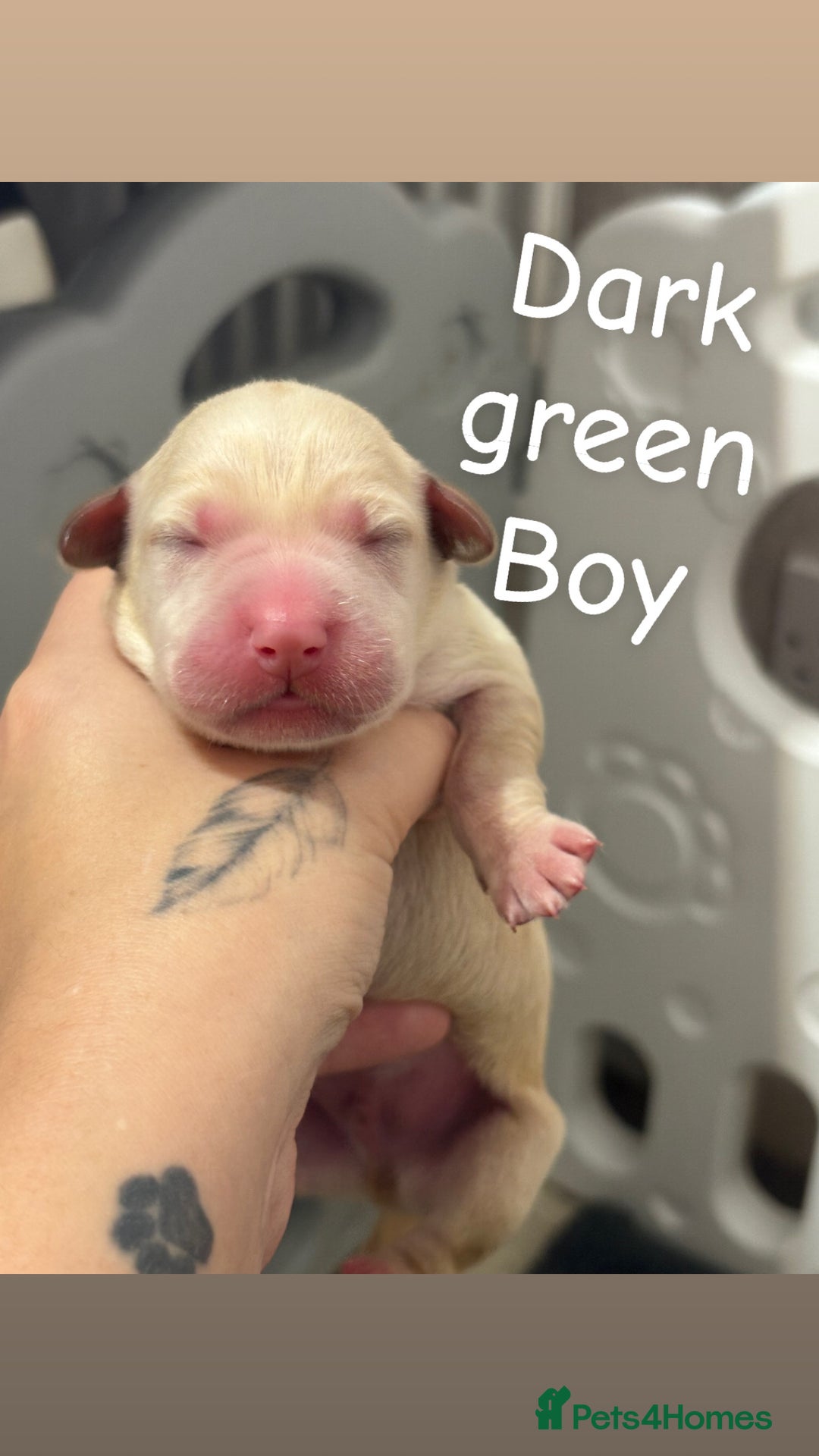 Labrador Retriever dogs for sale: Labrador Retriever Puppies for Sale 🐾 - Advert 3