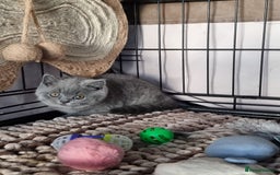 British Shorthair cats for sale: 3 Left Blue BSH Kittens Healthy GCCF Pedigree  - Image 31