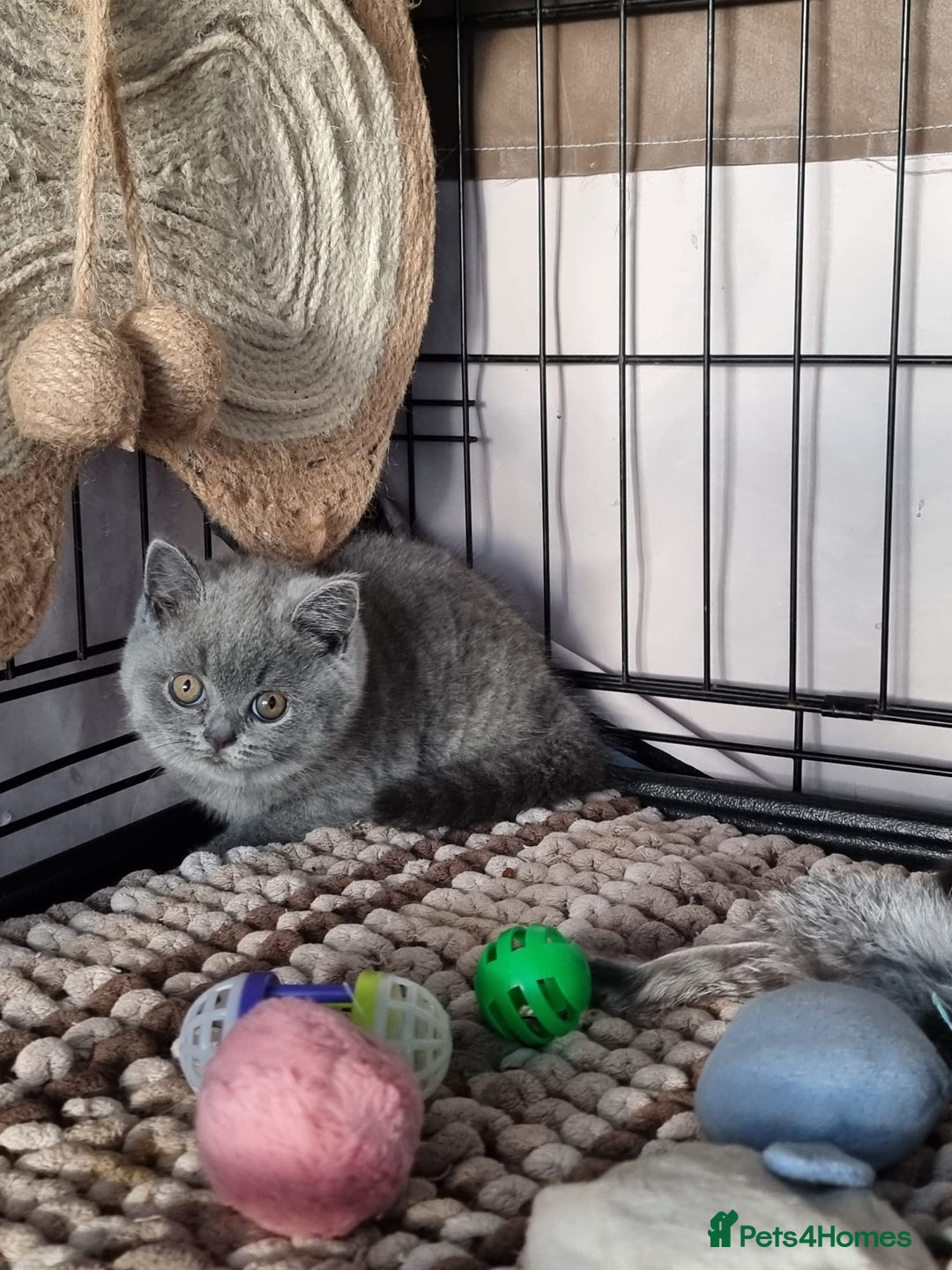 British Shorthair cats for sale: 3 Left Blue BSH Kittens Healthy GCCF Pedigree  - Image 31