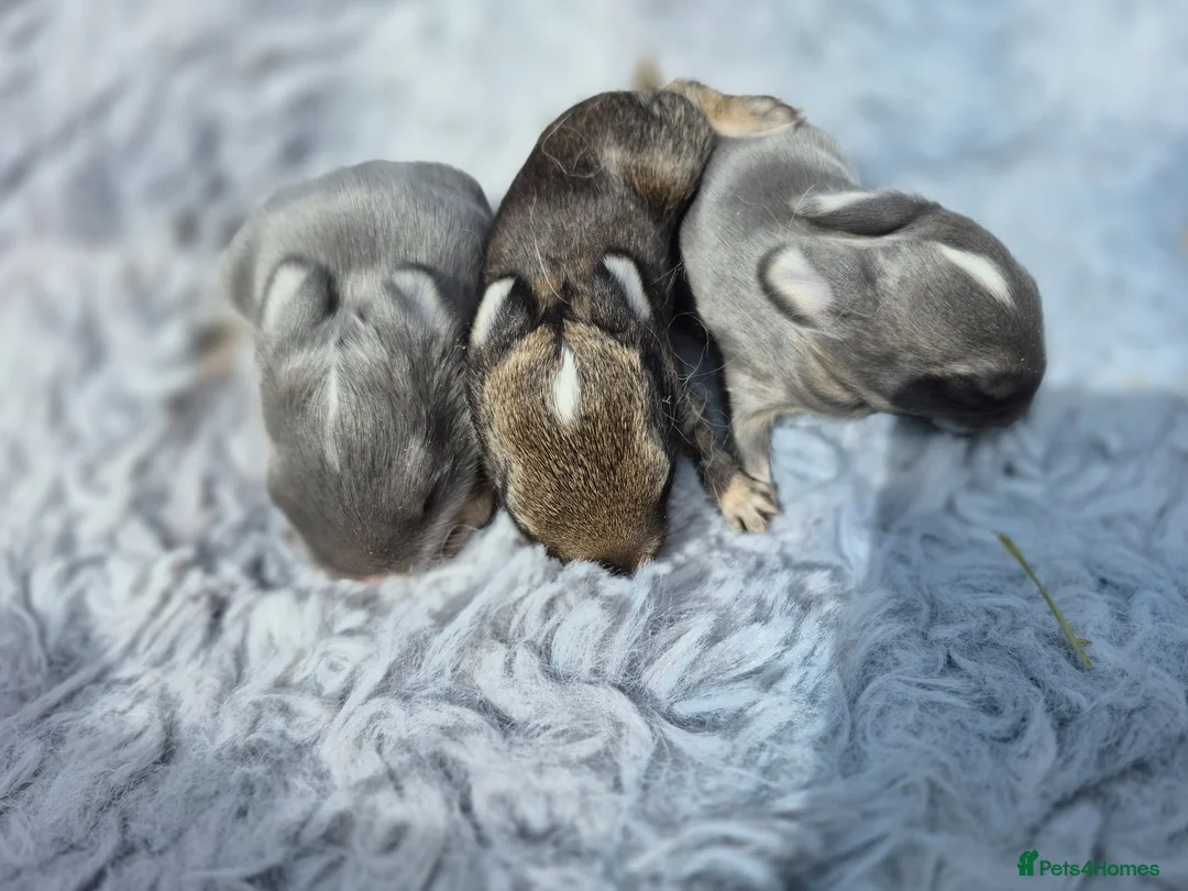 Netherland Dwarf rabbits for sale: Netherland dwarf.  Dwarf lops. mini lops  - Advert 2