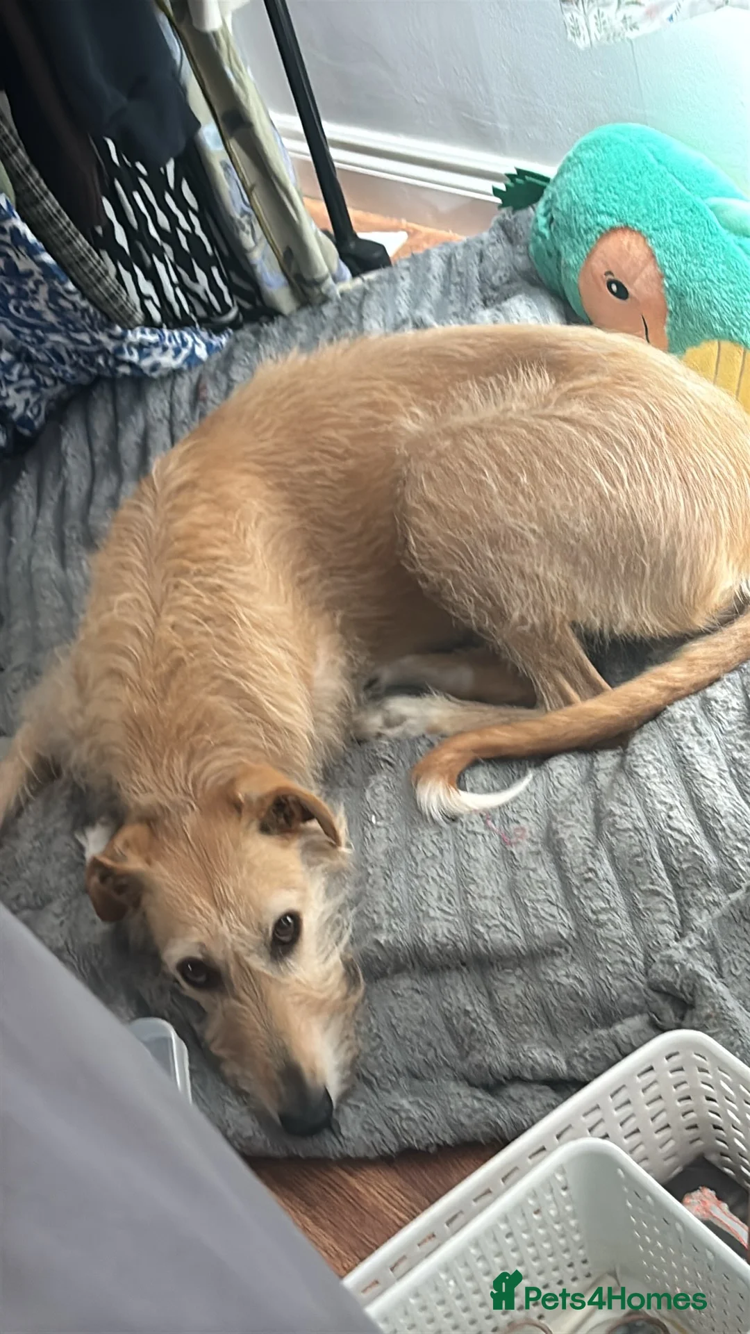 Lurcher dogs for sale: Milo  in Darlington - Advert 2