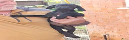 Sprocker dogs for sale: Sprocker pups. Beautiful lovely pups ready NOW in Worcester - Advert 11