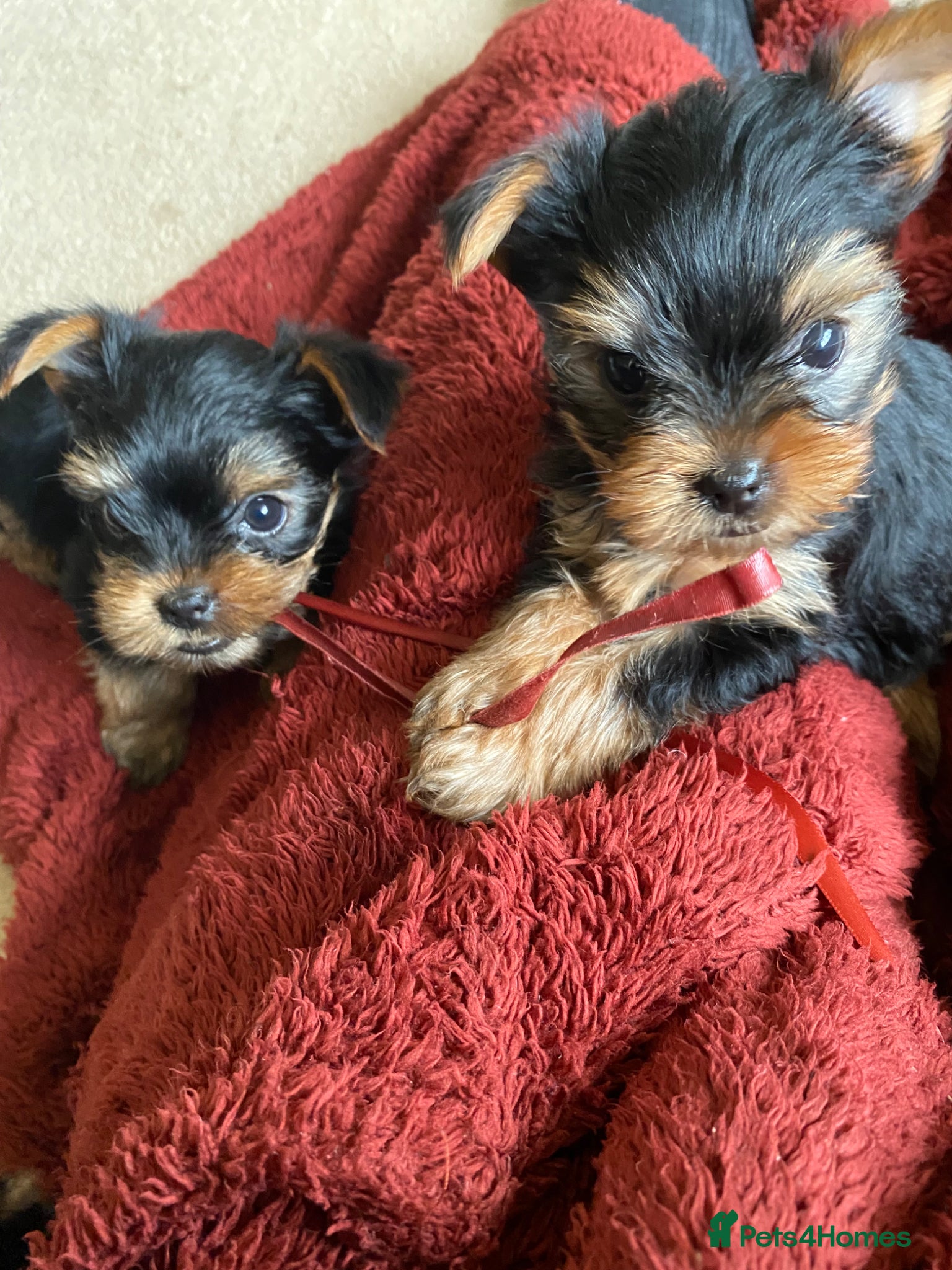 Yorkshire Terrier dogs Yorkshire Terrier Puppies  - Advert 2