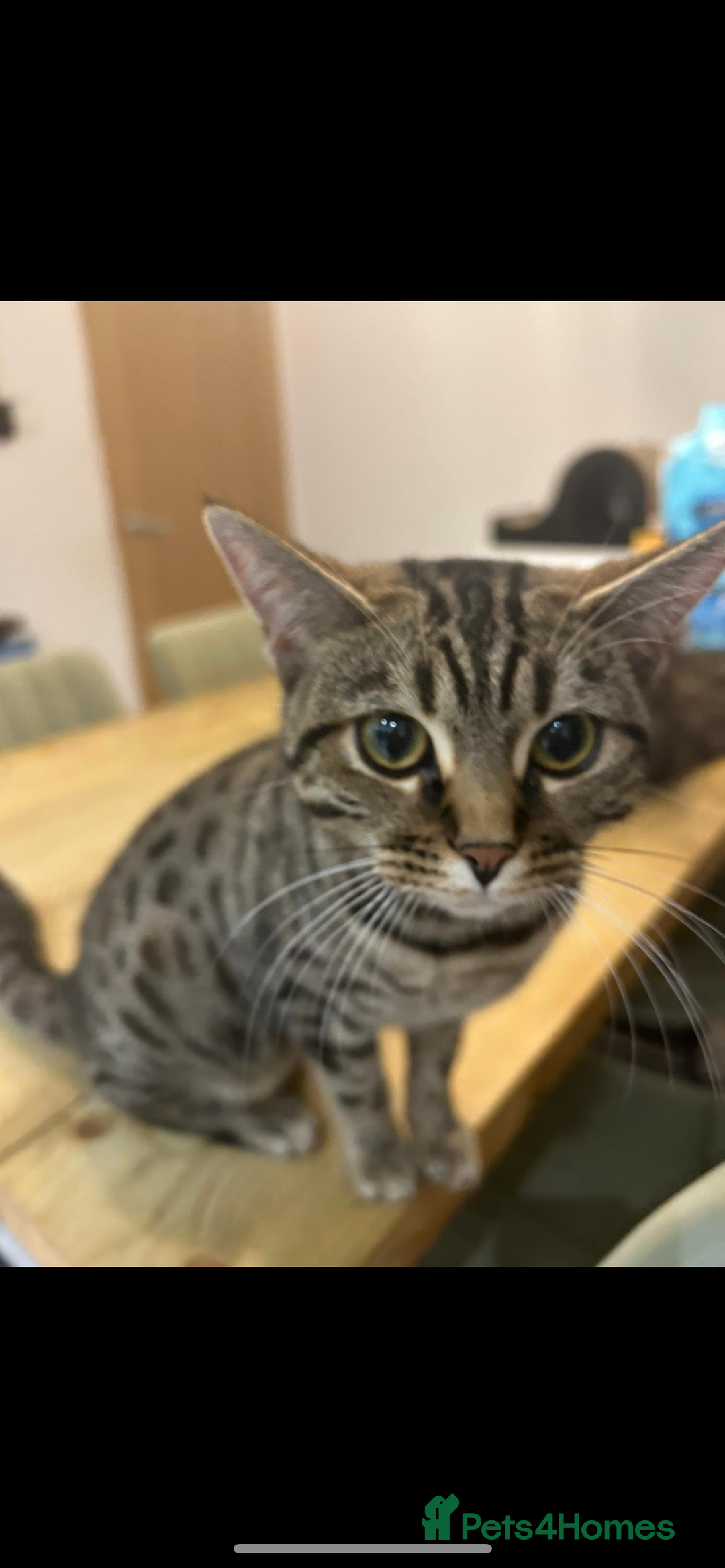 Bengal cats for sale: Bengal mix  - Advert 3