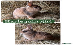 Netherland Dwarf rabbits for sale: Netherland dwarf babies  - Image 4