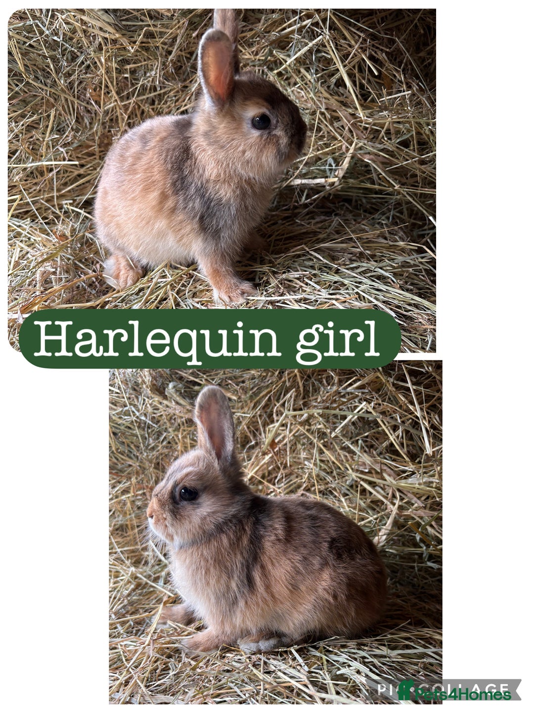 Netherland Dwarf rabbits for sale: Netherland dwarf babies  - Image 4