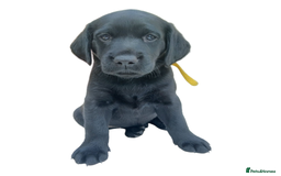 Labrador Retriever dogs for sale: KC Black Labrador Puppies - Image 5