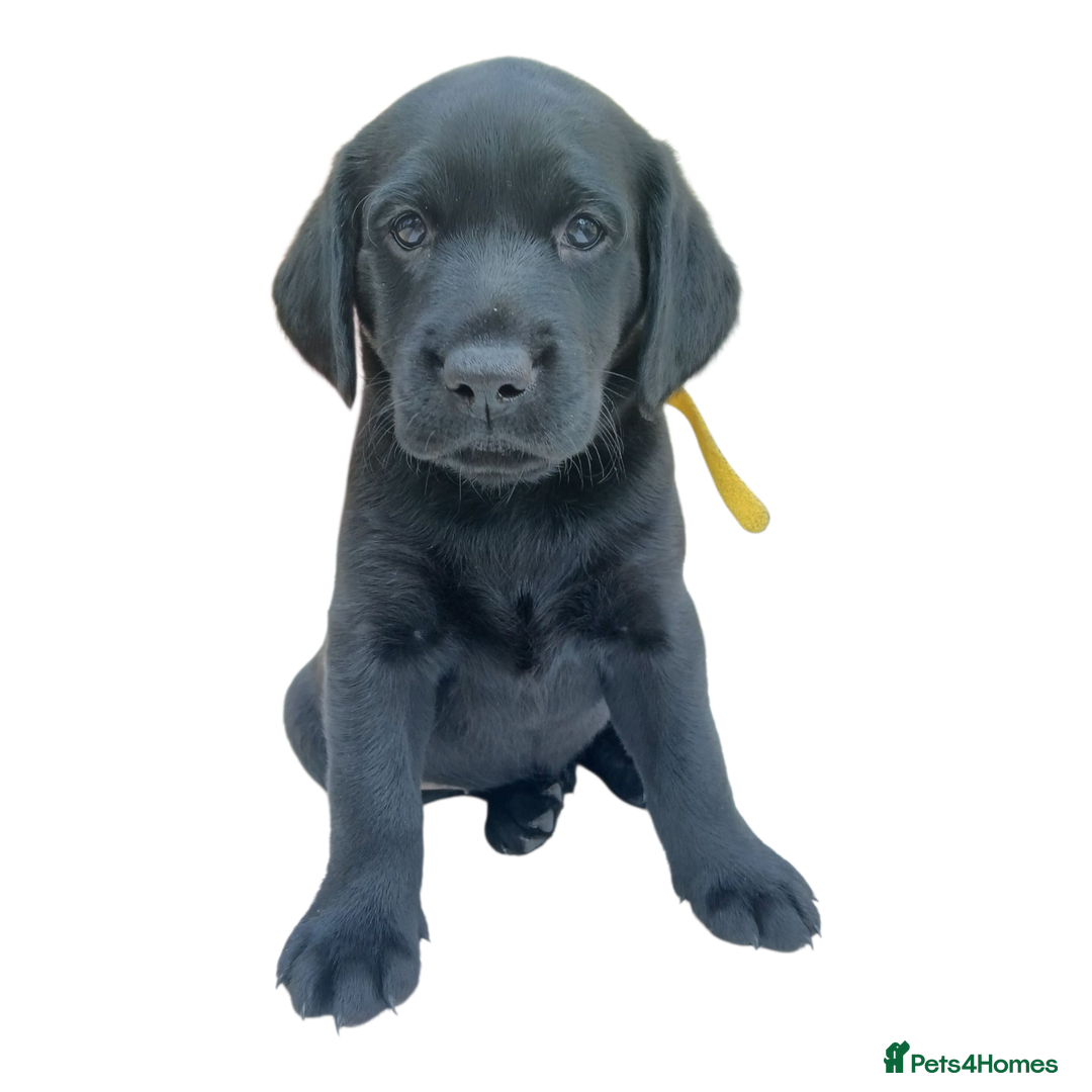 Labrador Retriever dogs for sale: KC Black Labrador Puppies - Image 5