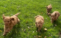Cockapoo dogs for sale: Red Cockapoo puppies for sale - Image 19