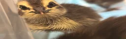Quail poultry for sale: Coturnix quail chicks  - Advert 2