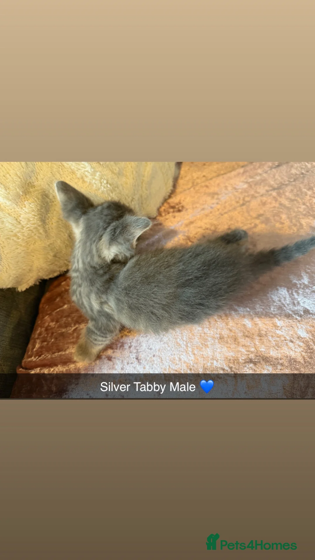 Mixed Breed cats for sale: Silver Tabby’s(Female & Male)& Brown Tabby Kittens - Advert 10